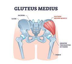 Gluteus medius